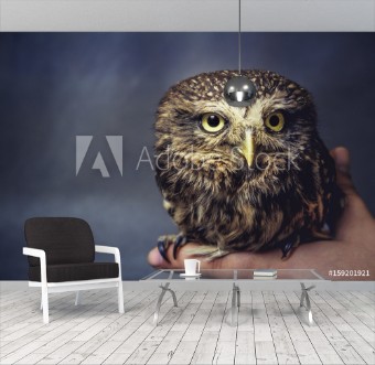Picture of Portrait of a tamed owl on the arm